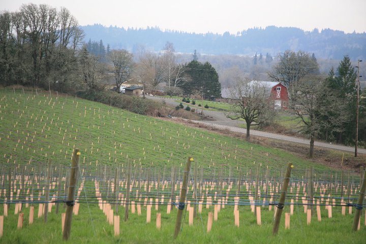 Plum Hill Winery - rows of grapes in the field of this country winery in Gaston, Oregon.