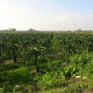 70. Motorcycle in the Country Dragon Fruit Grove