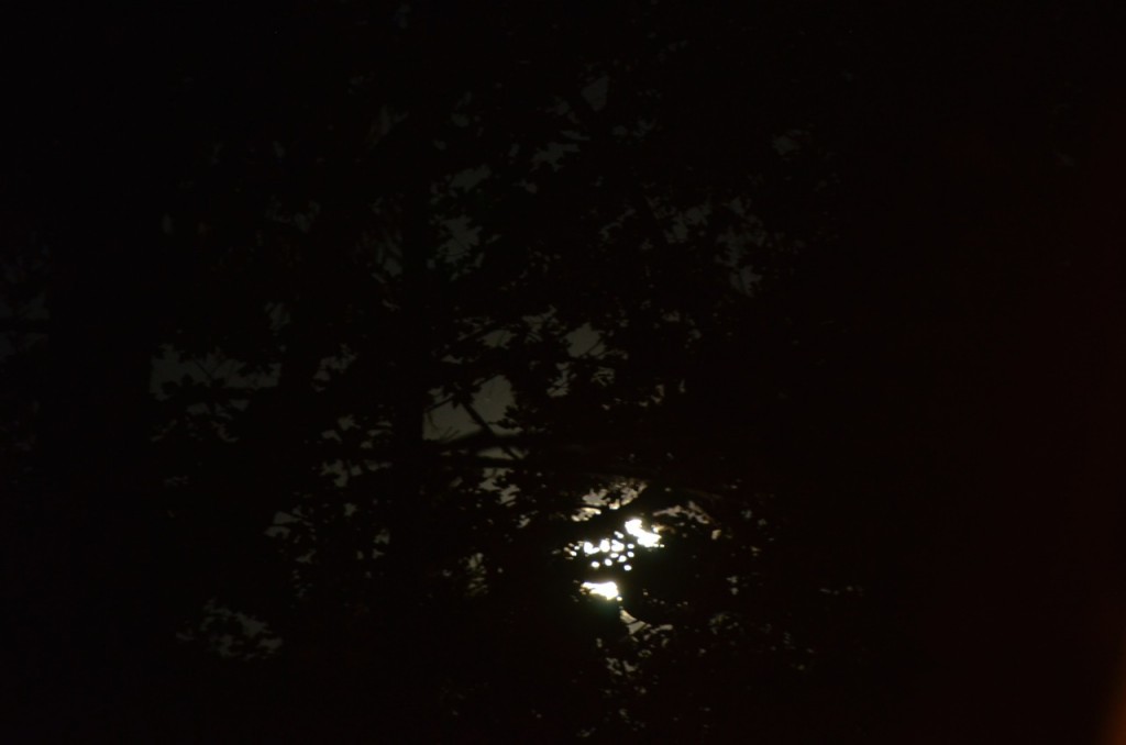 Low Moon Through Trees John Doan Concert