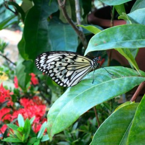 25.2 Penang, Malaysia Butterfly Park John Doan