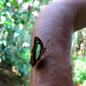 25.3 Penang, Malaysia Butterfly Park John Doan