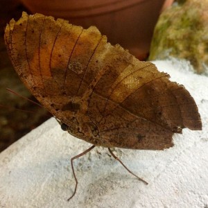 25.6 Penang, Malaysia Butterfly Park John Doan