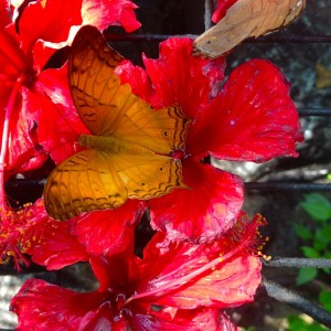 25.7 Penang, Malaysia Butterfly Park John Doan