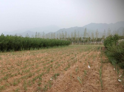 29. Mr. Xi's farm