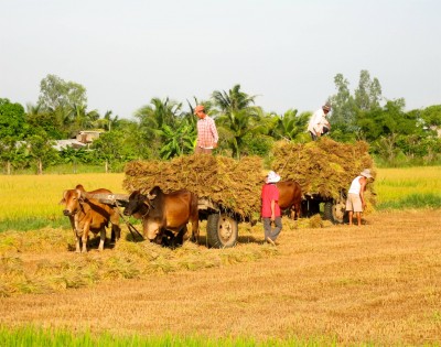 68. Motorcycle in the Country Cutting Hay