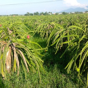 71. Motorcycle in the Country Dragon Fruit Grove